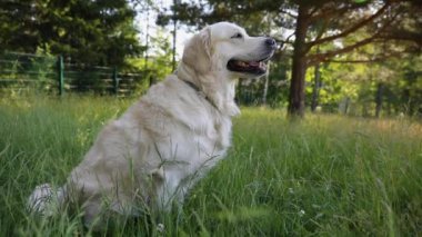Golden retriever köpeği, orman köpeğinin parkındaki çimlerin üzerinde ağır çekimde oturuyor.