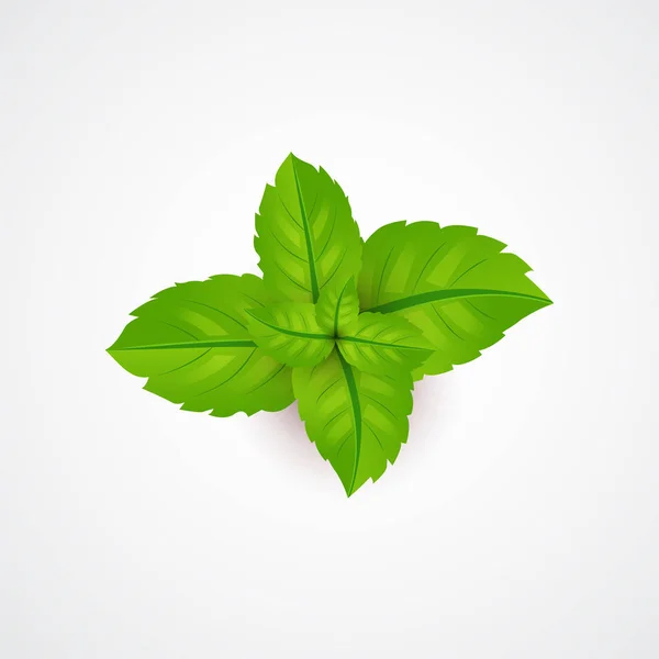 Mint leaves. Realistic icon. Isolated. Vector — Stock Vector