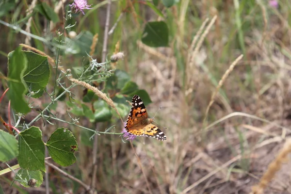 Painted Lady Butterfly Vanessa Cardui Brownray Knap Weed Bloem — Stockfoto