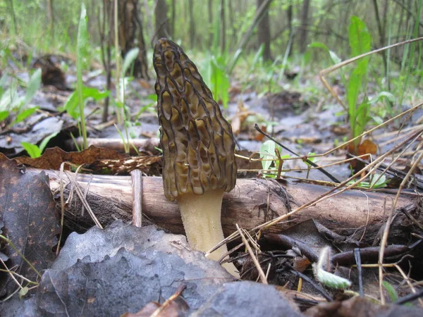 Black Morel Mushroom Morchella Conica Old Fallen Leaves Spring Forest — Stock Photo, Image