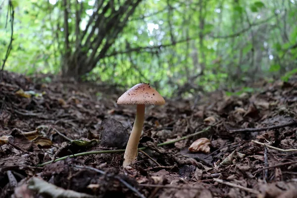 Tawny grisette mushroom (Amanita fulva) in dark fairy woods