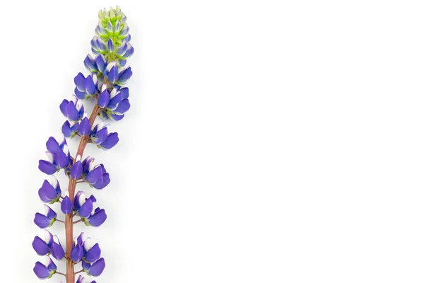 Beyaz arka planda izole edilmiş mor ve pembe lupin çiçeği. Kopyalama alanı