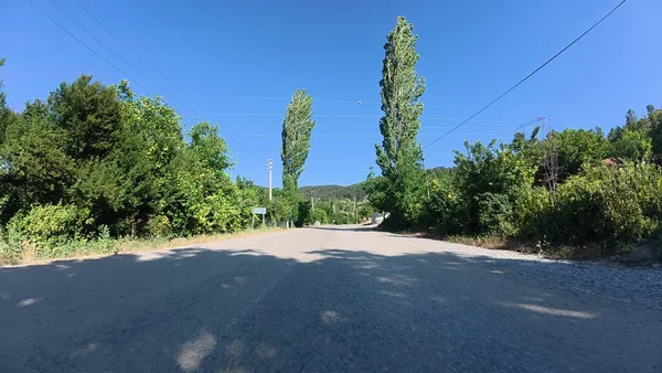 Yol ağaçları gökyüzü. Yüksek kalite fotoğraf