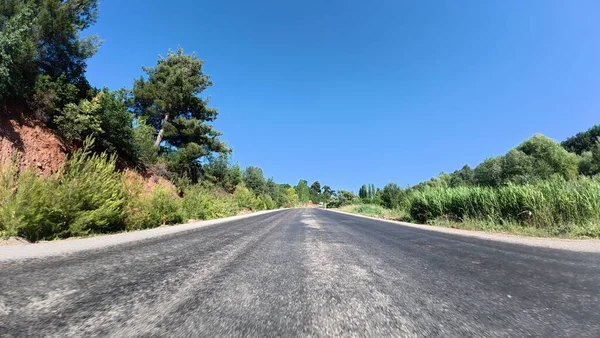 Yol ağaçları gökyüzü. Yüksek kalite fotoğraf