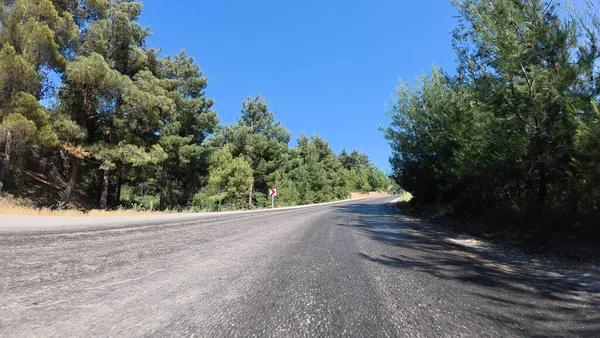 Yol ağaçları gökyüzü. Yüksek kalite fotoğraf