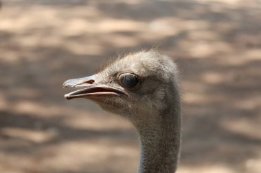 Devekuşu ağzı açık. Devekuşu yumurtanın üstüne oturur. Devekuşu yumurtalarını toplar. Yüksek kalite 4k görüntü