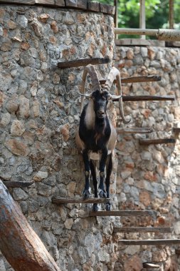 Keçi tırmanma duvarı. Hayvanat bahçesinde. Yüksek kalite fotoğraf