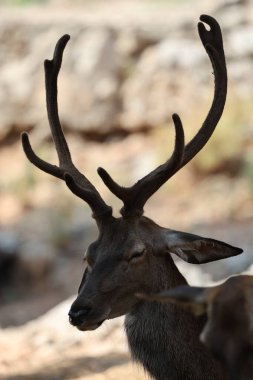 Geyik otlatma ormanı. Yüksek kalite fotoğraf