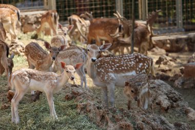 Geyik otlatma ormanı. Yüksek kalite fotoğraf