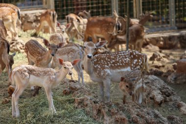 Geyik otlatma ormanı. Yüksek kalite fotoğraf