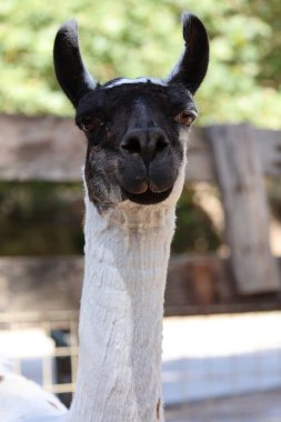 Lama dışarıda dinleniyor. Yüksek kalite fotoğraf