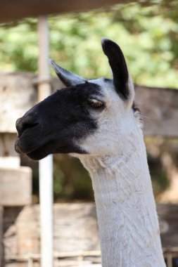 Lama dışarıda dinleniyor. Yüksek kalite fotoğraf
