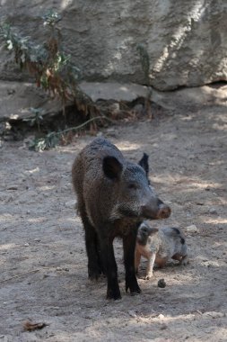 Yaban domuzu. Yaban domuzu ve bebek. Yüksek kalite 4k görüntü