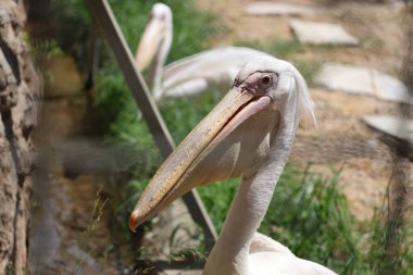 Açık havada kobay faresi. Yüksek kalite fotoğraf