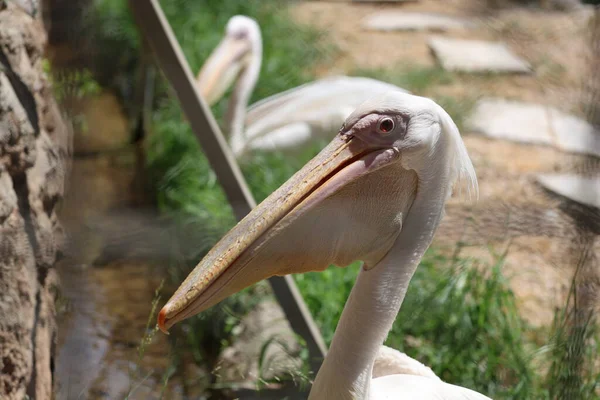 Açık havada kobay faresi. Yüksek kalite fotoğraf