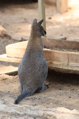 Hayvanat bahçesinde kanguru. İki kanguru dinleniyor. Yüksek kalite fotoğraf