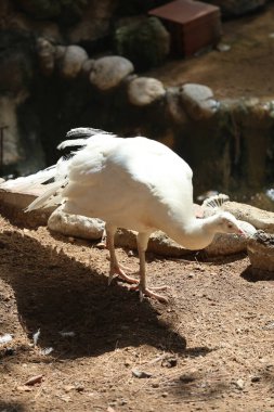 Beyaz tavus kuşu yürüyor. Yüksek kalite fotoğraf