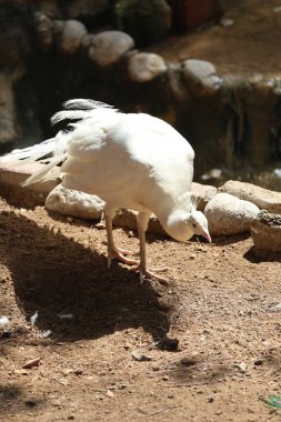 Beyaz tavus kuşu yürüyor. Yüksek kalite fotoğraf