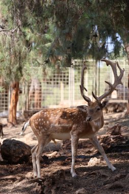 Geyik otlatma ormanı. Yüksek kalite fotoğraf
