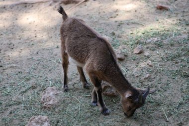 Keçi tırmanma duvarı. Hayvanat bahçesinde. Yüksek kalite fotoğraf