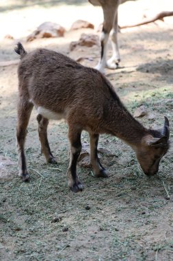 Keçi tırmanma duvarı. Hayvanat bahçesinde. Yüksek kalite fotoğraf