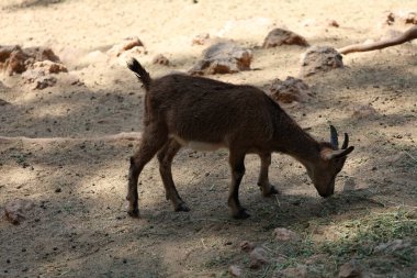 Keçi tırmanma duvarı. Hayvanat bahçesinde. Yüksek kalite fotoğraf