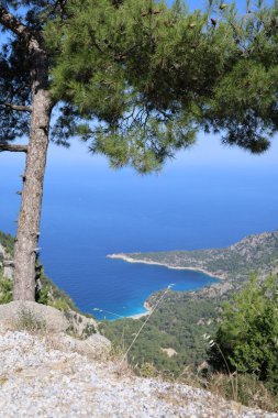Okyanus çam manzarası. Cliffside orman kıyı şeridi kayalık.