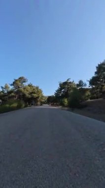 Yol ağaçları gökyüzü. Yüksek kalite fotoğraf