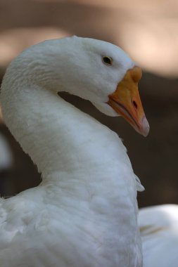 Kaz boyun bükme. Kazların yanına park et. Yüksek kalite fotoğraf