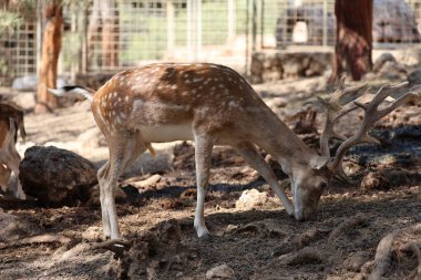 Geyik otlatma ormanı. Yüksek kalite fotoğraf