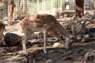Geyik otlatma ormanı. Yüksek kalite fotoğraf