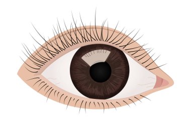Human Eye Highlighting Iris, Eyelashes, and Eyelids. Detailed anatomical illustration for medical and educational purposes. Vector illustration