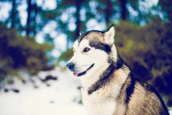 Cute Husky Enjoying Winter Snows Nature Forest — Stock Photo, Image