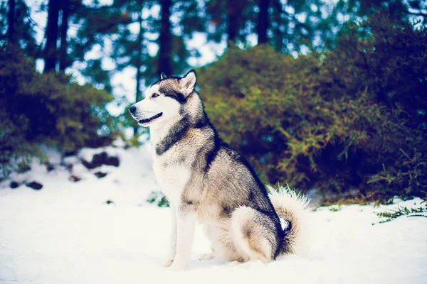 Cute Husky Sitting Winter Snows Looking Forest — Stock Photo, Image