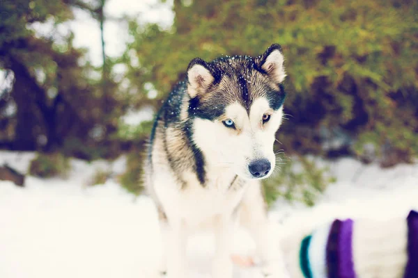 Portret Van Husky Wandelen Winter Sneeuwt Aard — Stockfoto