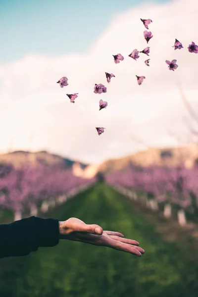 Kézi dob fel rózsaszín virágok — Stock Fotó