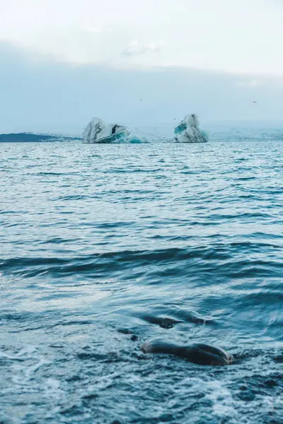 Icebergs en el agua al atardecer —  Fotos de Stock