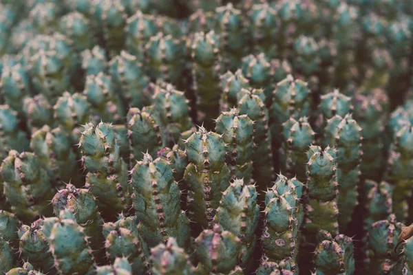 Närbild grön taggiga cactus — Stockfoto