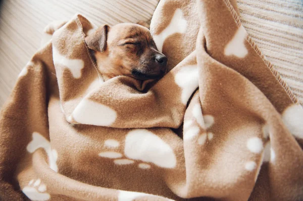 Cachorro durmiendo bajo manta marrón — Foto de Stock