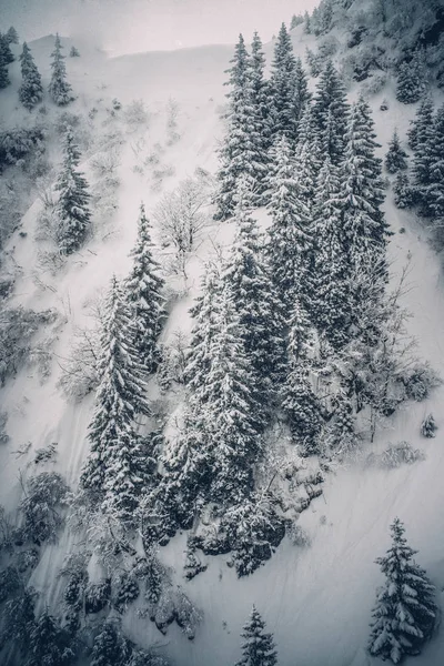 雪の松の木雪の風景 — ストック写真
