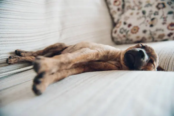 Perrito durmiendo pacíficamente en sofá — Foto de Stock