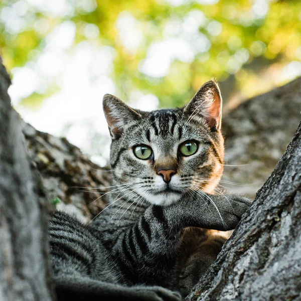 Entblößte Katze Liegt Auf Baum Und Blickt Kamera — Stockfoto