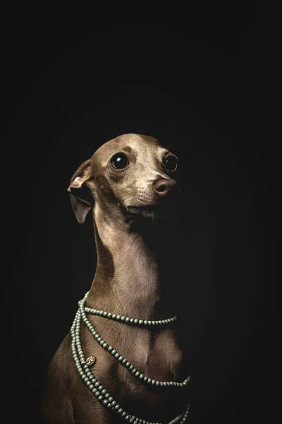 Pequeno Italiano Galgo Cão Vestindo Colar Talão Fundo Preto — Fotografia de Stock