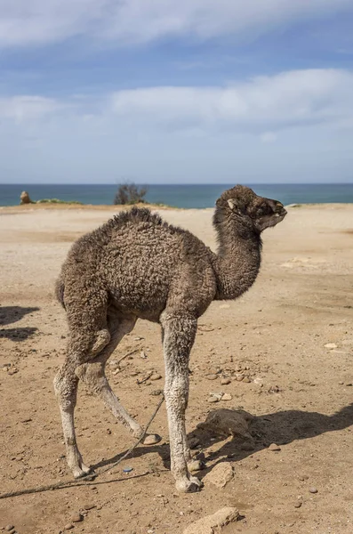 Camel Standing Beach Tanger Morocco — Stock Photo, Image