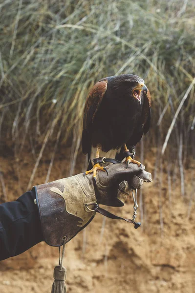 Close Falcon Sitting Hand Wearing Leather Glove — Stock Photo, Image