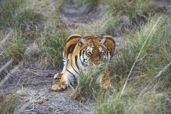 Caza Tigre Hierba Verde Naturaleza —  Fotos de Stock