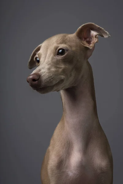 Perro Galgo Italiano Mirando Hacia Los Lados Sobre Fondo Gris —  Fotos de Stock