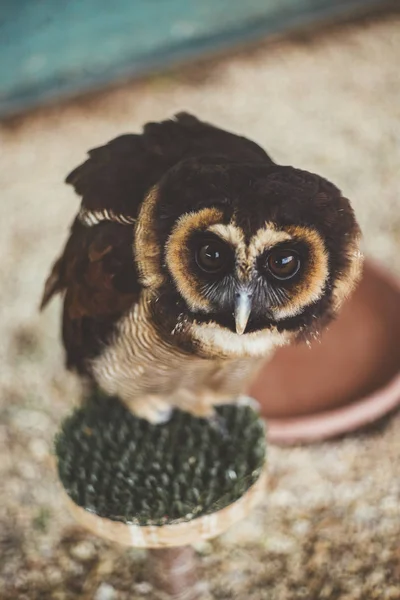 Brown Beige Feathered Owl Bird Sitting Looking Camera Cage — Stock Photo, Image