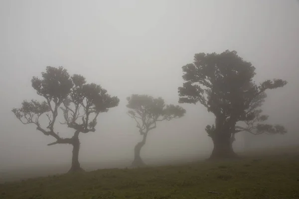 Силуэты деревьев в тумане — стоковое фото