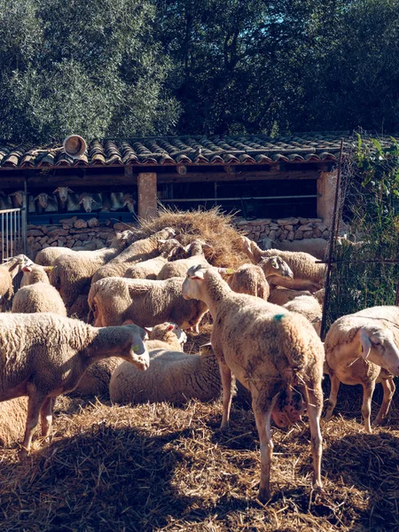 Moutons debout et couchés dans le foin — Photo